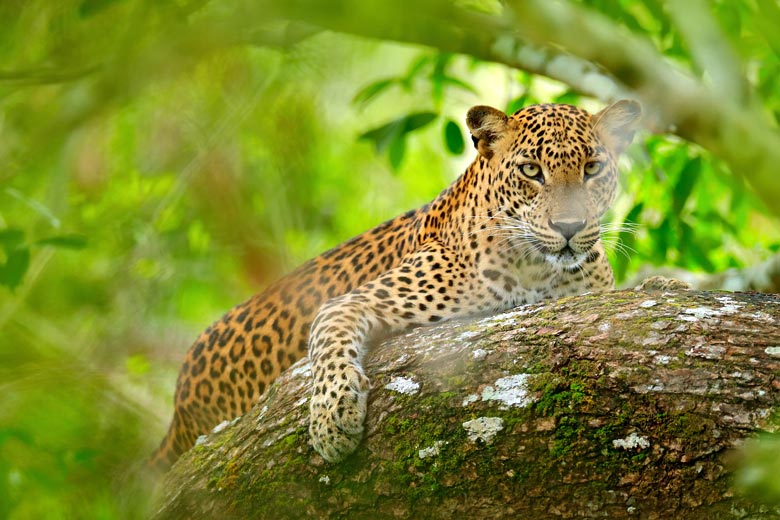 Why wildlife lovers should visit Sri Lanka © Ondrejprosicky - Fotolia.com