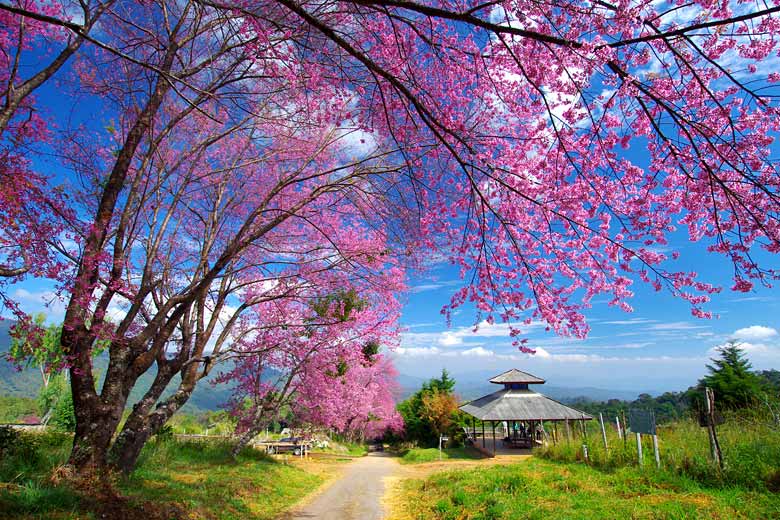 Wild cherry blossom in February in the mountains of Northern Thailand