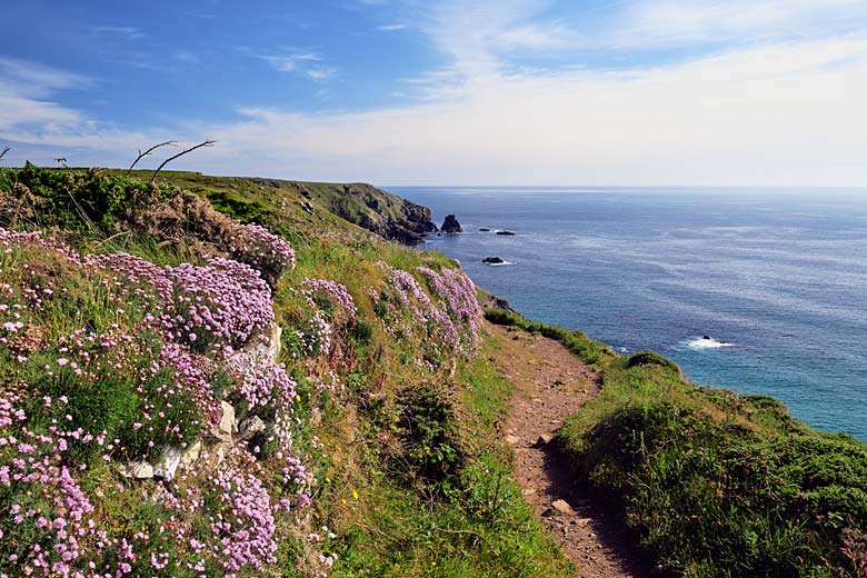 Sea pinks along the coastal path to Lizard Point