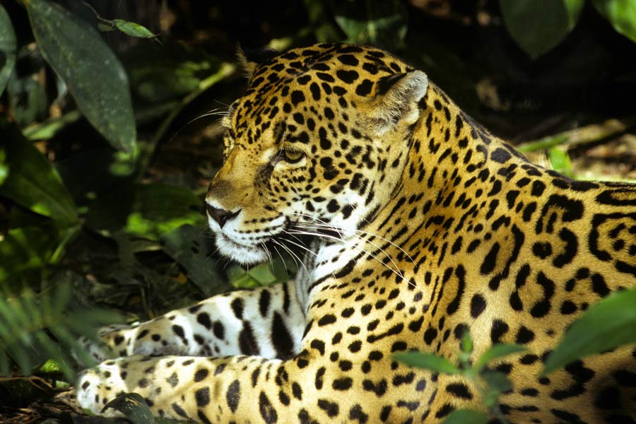 Wild jaguar, Belize © John Anderson - Dreamstime.com