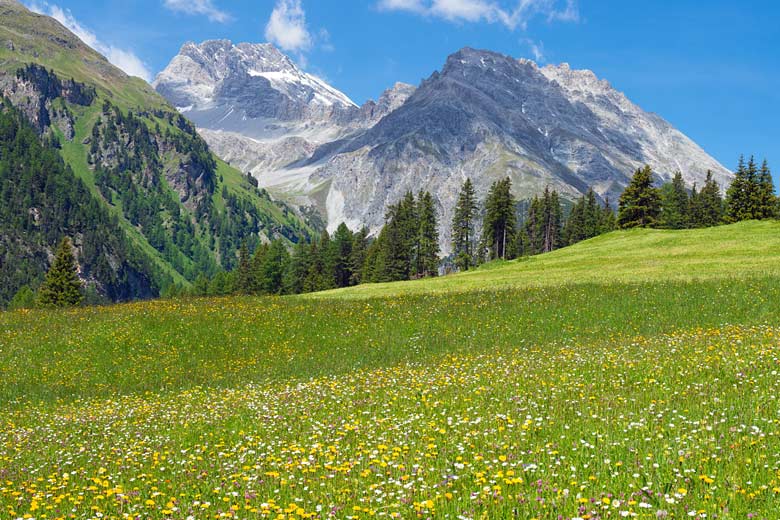 Carpet of wildflowers in a mountain meadow in Switzerland