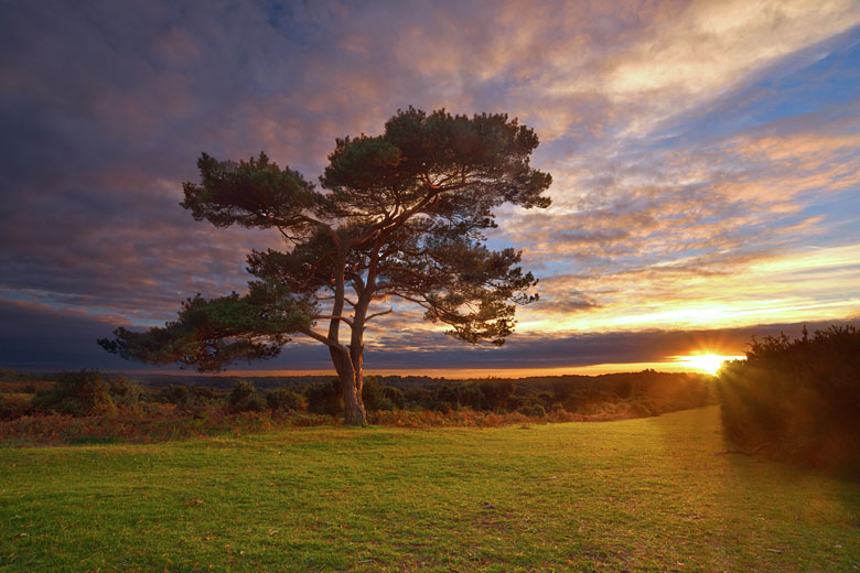 Autumn sunset in the New Forest, Hampshire © Jouein - Adobe Stock Image