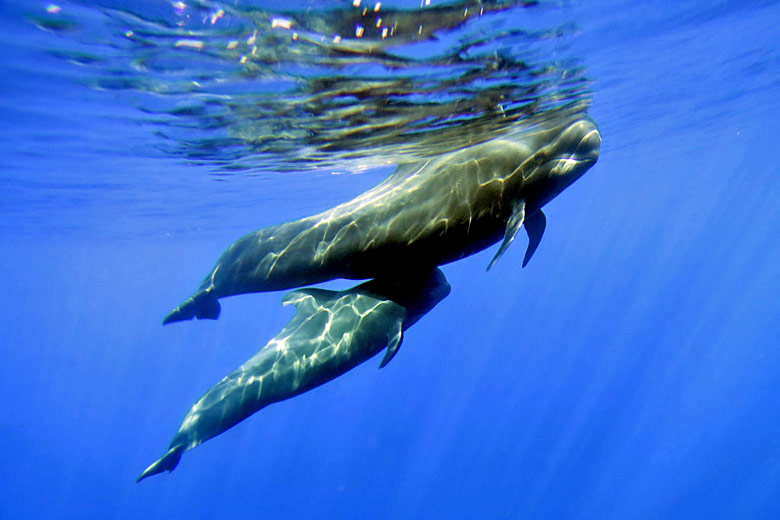 The weather in May in Tenerife is like an English summer and the best month for whale watching