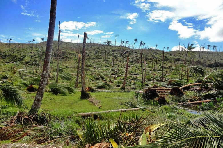 Coconut plantation in the Philippines in the aftermath of a typhoon © Sonny Day - Wikimedia Commons