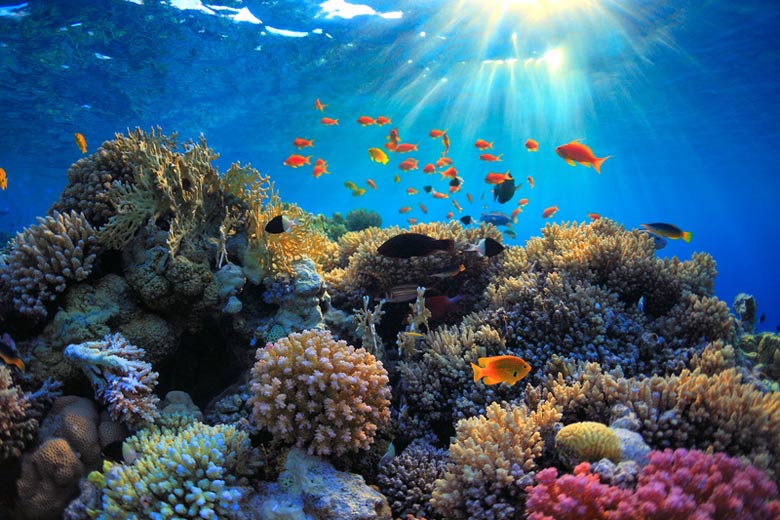 Underwater Red Sea © sborisov - Fotolia.com